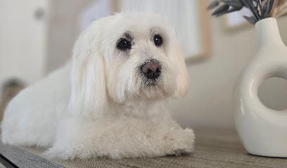 Beauté Canine, Toiletteur Pour Animaux à Bousies
