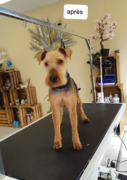 CALI- NOUS, Toiletteur pour Animaux à Breteau