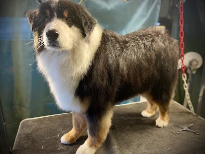 Toutou Beauté, Toiletteur pour Animaux à Vitrolles