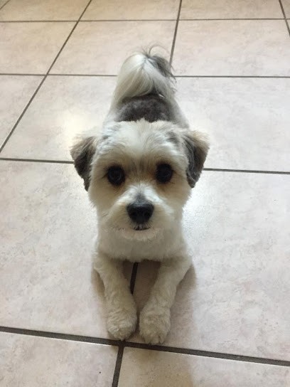 Aquazone Style Dog, Toiletteur pour Animaux à Louhans