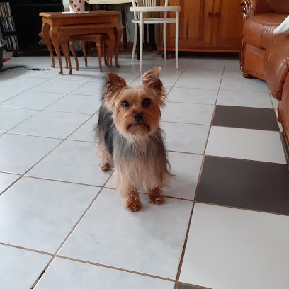 NATHALY'S DOGS, Toiletteur pour Animaux à Saint-Éloy-les-Mines