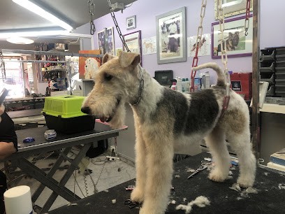Academy Des Chiens, Toiletteur pour Animaux à Nice