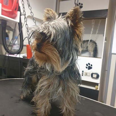 Bichonn' Toutou, Toiletteur pour Animaux à Rochefort