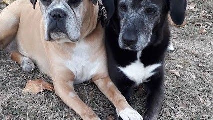 Toutou Much, Toiletteur pour Animaux à Riom