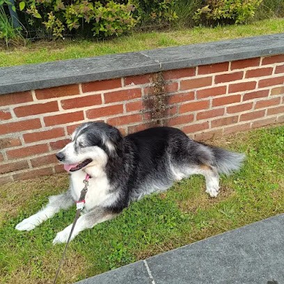 Aux 4 Pattes, Toiletteur pour Animaux à Sains-du-Nord