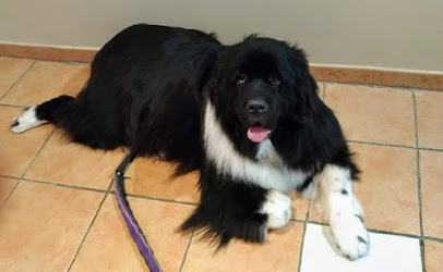 QUAT PATTES, Toiletteur pour Animaux à Romans-sur-Isère