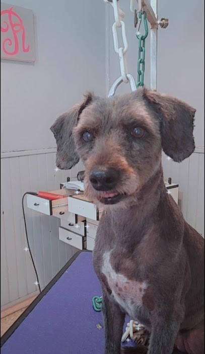 Toutou Star, Toiletteur pour Animaux à Marseille 07