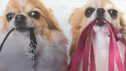 Styl'dog Toilettage, Toiletteur pour Animaux à Saint-Jean-de-Maurienne