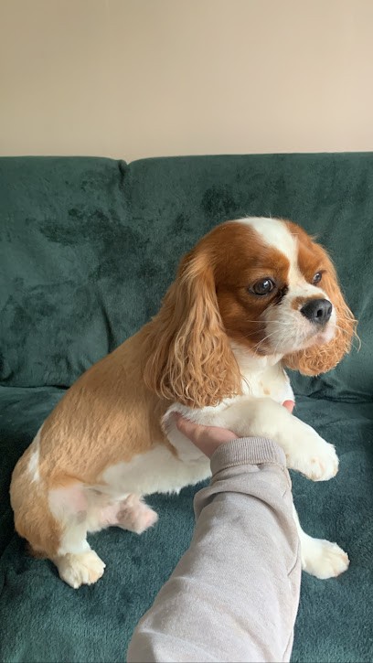 La Bichonnière. Ragoubert Nelly, Toiletteur pour Animaux à Mantes-la-Jolie