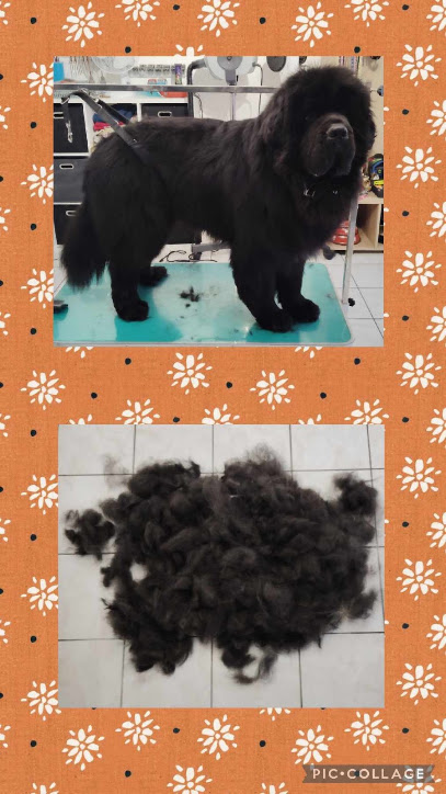 L'instant Canin - Toilettage Salon Et Domicile, Toiletteur Pour Animaux à Tossiat