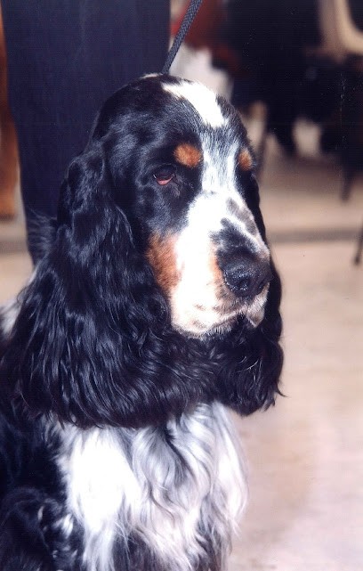 CANIMALIA, Toiletteur pour Animaux à Chenay