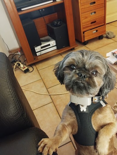 Au Bichonné, Toiletteur pour Animaux à Neuville-Saint-Rémy