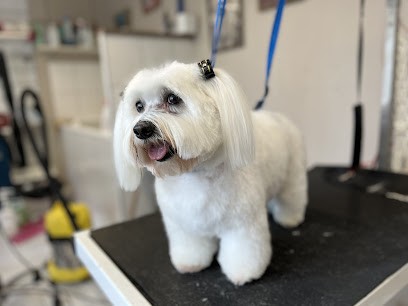 Amour De Poils, Toiletteur pour Animaux à Martel