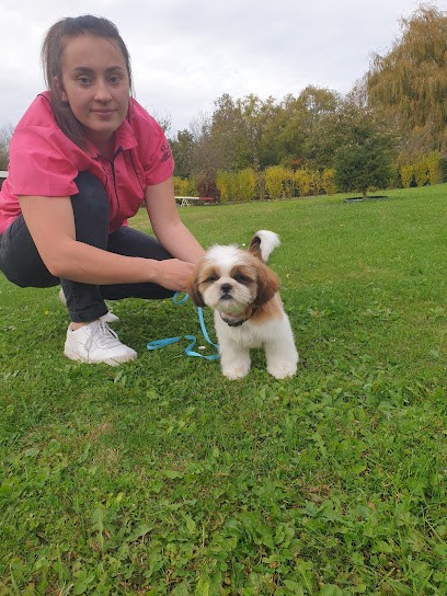 Bichedog, Toiletteur pour Animaux à Saint-Ouen-en-Belin