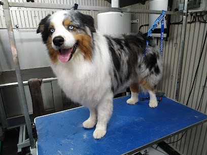 Happy Dog Toilettage à Domicile, Toiletteur pour Animaux à Villers-Pol