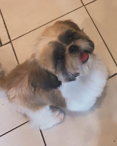 Bulle Dog (Normandie), Toiletteur pour Animaux au Grand-Quevilly