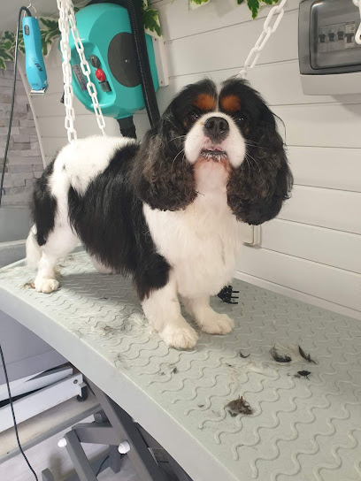 Les Petites Patounes Toiletteur Pour Animaux à Terrasson-Lavilledieu