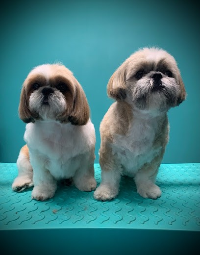 Groom Art Salon De Toilettage, Toiletteur pour Animaux à Saint-Jean-lès-Buzy