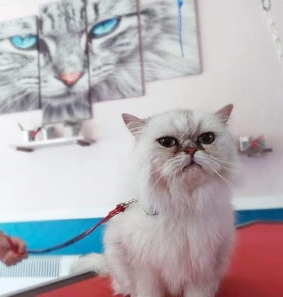 Toutou Star Cousin Marie, Toiletteur pour Animaux au Quesnoy