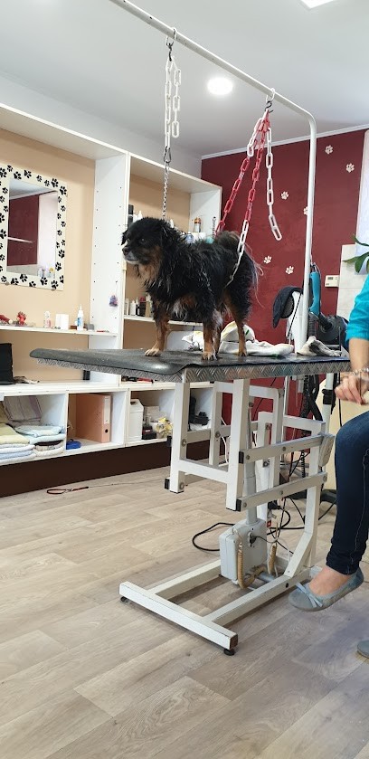 Toutou Net, Toiletteur pour Animaux à Lure