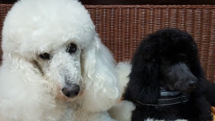 A Beauté Canine, Toiletteur pour Animaux à Muret