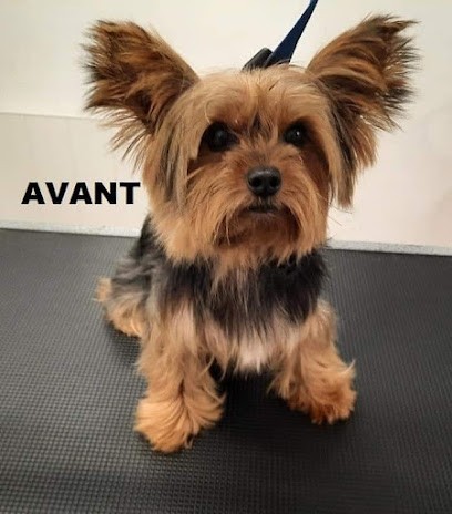 SALON DE TOILETTAGE O'TOUR DES ANIMAUX, Toiletteur pour Animaux à Saint-Germain-du-Puch