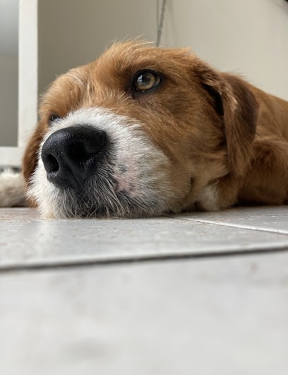 Beaute Canine Nathalie, Toiletteur pour Animaux à Ploërmel