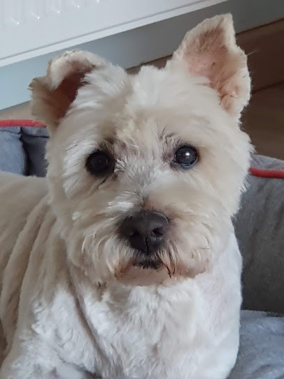 Frimousse, Toiletteur pour Animaux à Iwuy