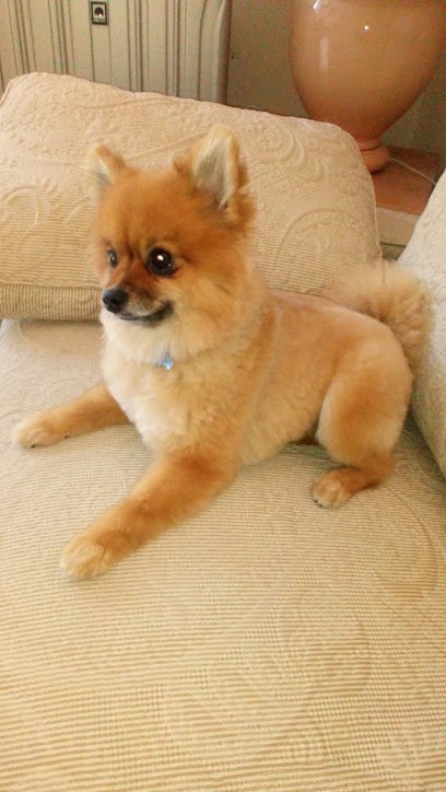 Dog Service Toilettage à Domicile, Toiletteur pour Animaux à Nice