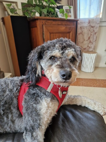 A'Toutou, Toiletteur pour Animaux au Grand-Quevilly