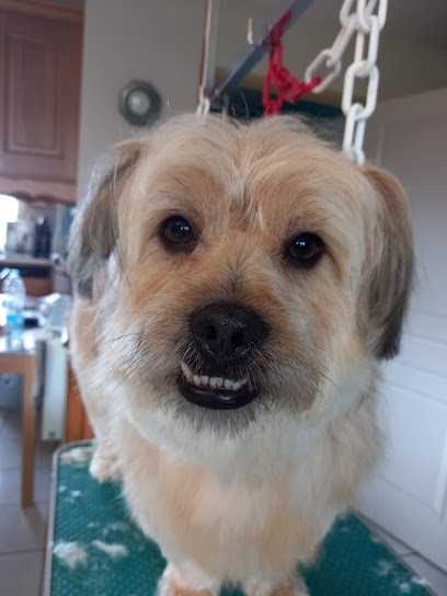 Un poil de douceur, Toiletteur pour Animaux à Saint-Vaast-en-Cambrésis