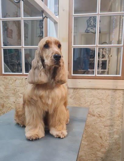 Poils De Star, Toiletteur pour Animaux à Sartilly-Baie-Bocage