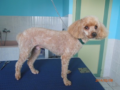 Toutou Passion, Toiletteur pour Animaux à Périers