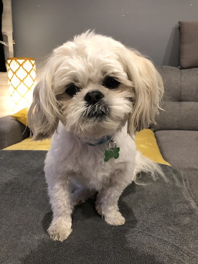 Snowdogs Lexy, Toiletteur pour Animaux à Lexy