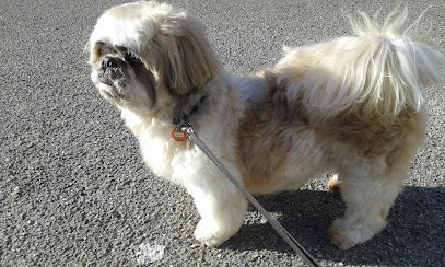 Au Palais du Chien, Toiletteur pour Animaux à Bourg-en-Bresse