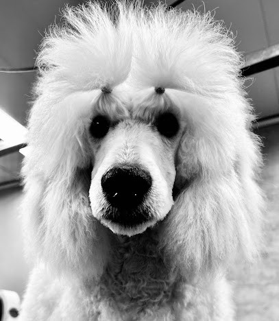 Toilettage Du Pevele, Toiletteur pour Animaux à Templeuve-en-Pévèle