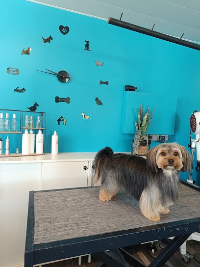 Canifolie, Toiletteur pour Animaux à Labarthe-sur-Lèze