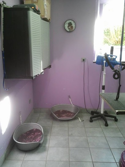 Beautiful Dog Toilettage Canin, Toiletteur pour Animaux à Lubersac