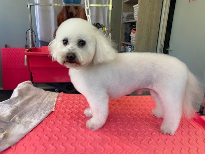 Chien Chic, Toiletteur pour Animaux à Valmont