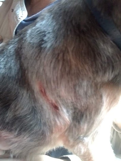 LooK Toutou, Toiletteur pour Animaux à Vierzon