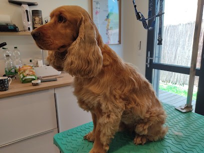 Toiletteuse à Domicile Chien Coquet (78) Sylviane Cacaut, Toiletteur pour Animaux à Villepreux