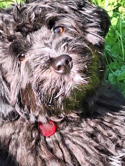 Xakur-Chic Le Toilettage à Votre Domicile, Toiletteur pour Animaux à Urrugne