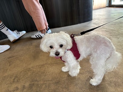 Salon Pluche, Toiletteur pour Animaux à Paris 09