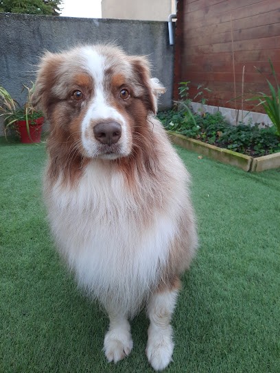 L’Elégance Canine Garrouste Emma, Toiletteur pour Animaux à Limoux