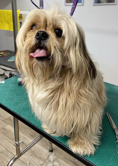 Pattes à Chouchou, Toiletteur pour Animaux à Morestel