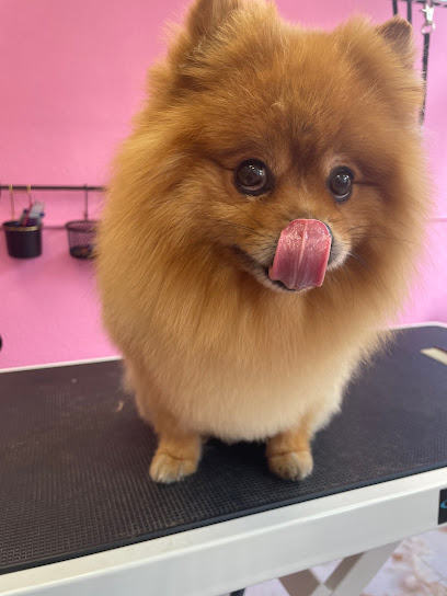 Ruby Toilettage Canin Toiletteur Pour Animaux à Alès