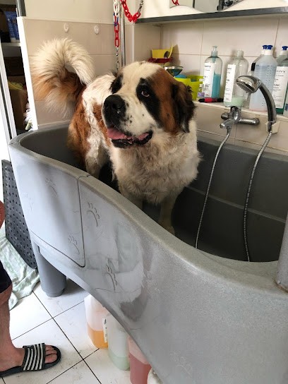 Chez Miss Perle, Toiletteur pour Animaux à Saint-Loubès