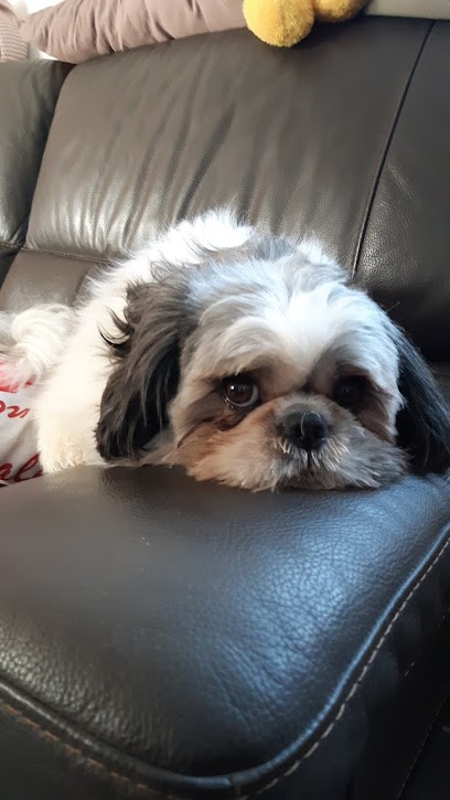 Salon De Toilettage, Toiletteur pour Animaux à Lesparre-Médoc