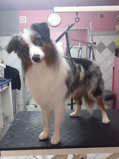 Au Chien Coquet, Toiletteur pour Animaux à Rive-de-Gier