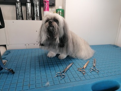 Cani K'ouaf Camion à Domicile, Toiletteur pour Animaux à Surgères